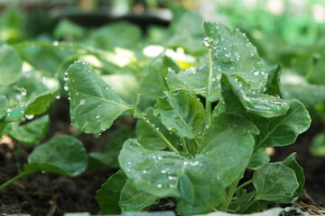 water drops on a leaf 