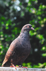 Pigeon posing for the photo. Front view of the face of pigeon face to face with green background.