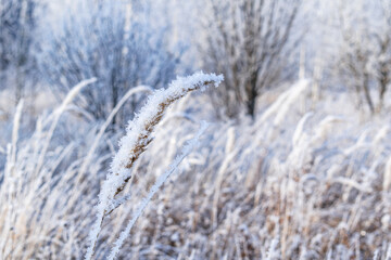 Fototapeta premium Winter background. Grain crop in a snowy forest.