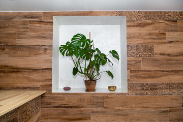 A beautiful monstera flower in a clay pot stands in a wall window on a white background. Minimalism concept. Monstera deliciosa with tropical leaves.