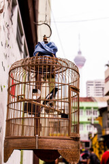 bird in cage kl tower