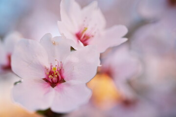 夕方に見る満開の桜