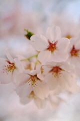 Naklejka na ściany i meble 夜の花見に備えて見上げる桜