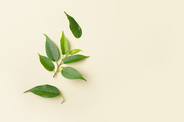 Green tea leaves on light background