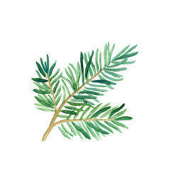 Green lush spruce branch. Fir branches, Christmas, New Year.