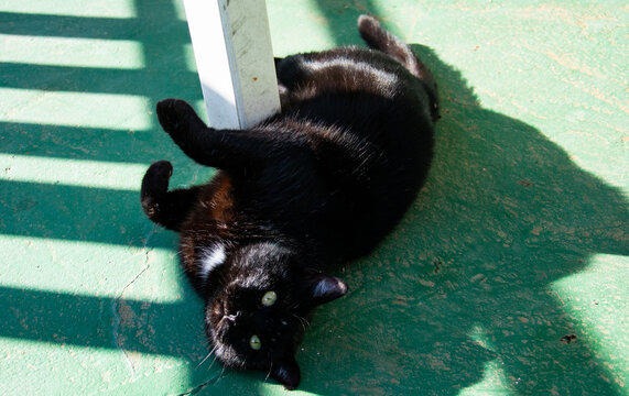 gatto nero