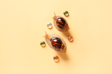 Two snails on color background
