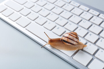 Snail crawling on computer keyboard © Pixel-Shot