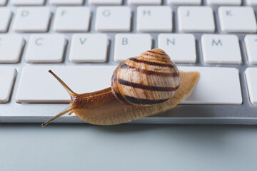 Snail crawling on computer keyboard