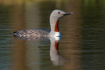 Sterntaucher (Gavia stellata)