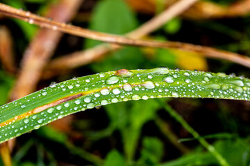 Water drops on leaves after rain