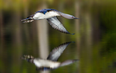 Sterntaucher (Gavia stellata)