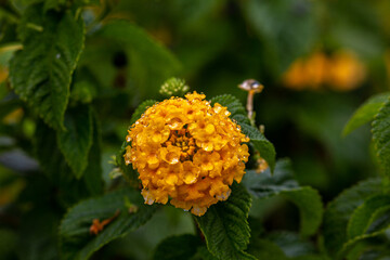 Flower petal with water drops after rain