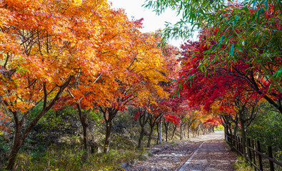 Fototapeta na wymiar 무등산 국립공원 둘레길의 가을 풍경
