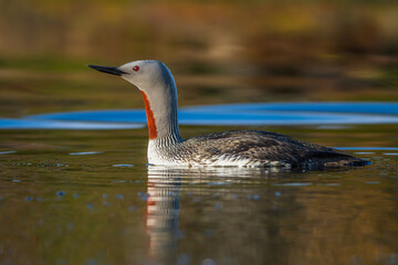 Sterntaucher (Gavia stellata)