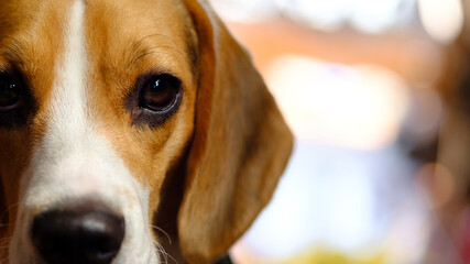 Portrait of Beagle dog, photo for graphic design