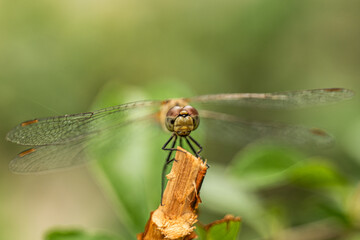 Libelle auf einem Ast