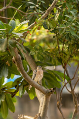 Shikra or Accipiter badius or little banded goshawk portrait with eye contact perched on tree at ranthambore national park rajasthan india