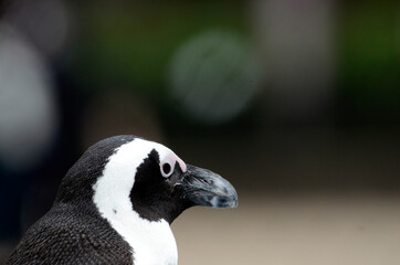 Naklejka premium ケープペンギン