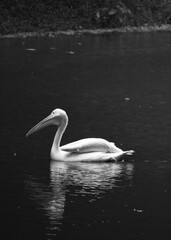 A Beautiful Goose Or Stork Is Swimming On The Water of A Lake