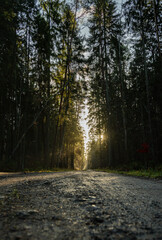 Gravel road through wood.