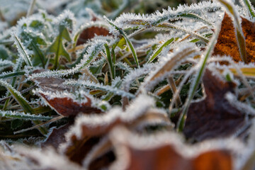 First frost in nature.