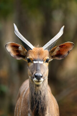 The nyala (Tragelaphus angasii), also called inyala, portrait of a young male