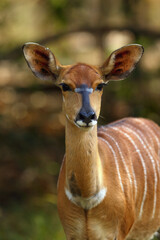 The nyala (Tragelaphus angasii), also called inyala, adult female portrait.Portrait of a female large African antelope in a thick bush.