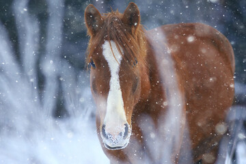horses in winter field hoarfrost landscape, christmas holidays at ranch
