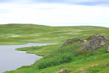 landscape tundra / summer landscape in the north tundra, moss, ecosystem