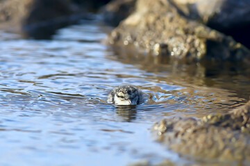 little cute chick / little gull in the wild, beautiful chick in the wild