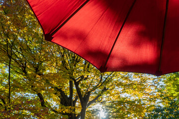 紅葉と赤い野点傘