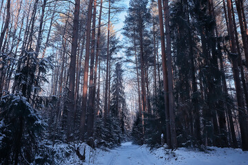 Fototapeta na wymiar landscape winter forest gloomy, seasonal landscape snow in forest nature