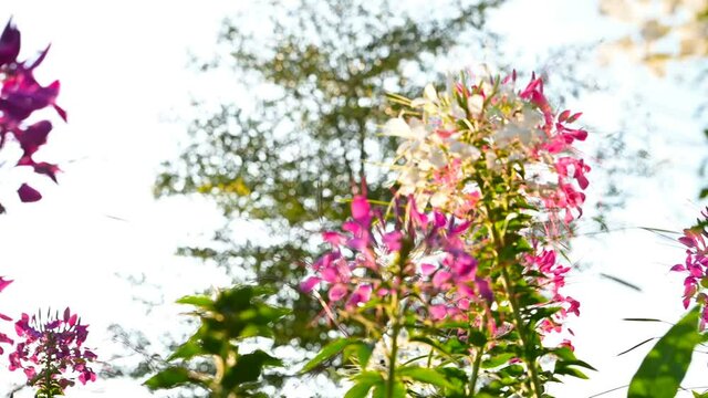 low angle pan view of blooming Spider Flower or Cleome spinosa in a sunny day