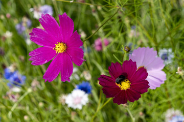 Bright summer flowers kosmeya in the sun.