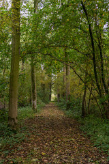 A forest path in autumn colors near the Linschoten estate