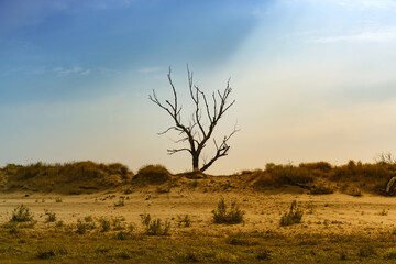 Lonely withered tree on a sandy cliff.