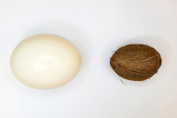 Ostrich egg and coconut on a white background.
