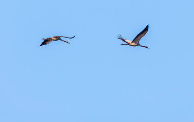 Two cranes flying in the clear blue sky at springtime