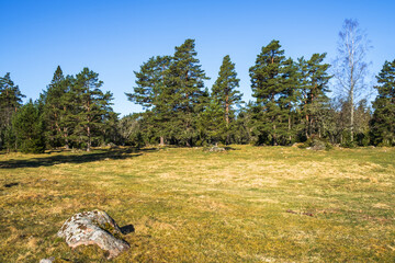 Meadow by a pine forest in spring