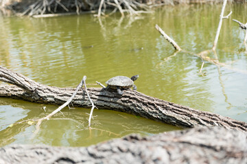 Turtles stretched out in the sun
