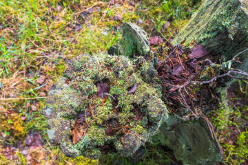 Tree stump with growing lichens