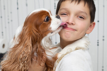 Dog Cavalier King Charles Spaniel licking his owner's boy. Happy boy looking at the camera and...