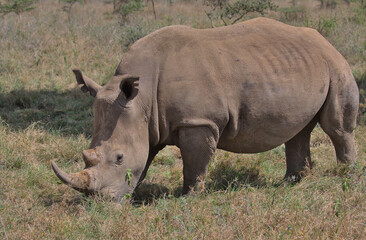 Obraz premium side-view of southern white rhino feeding on grass in the wild nairobi national park, kenya