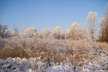 Breath of winter, first ice on the lake, dawn on a frosty morning with frost on the grass, close-up...