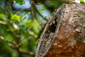 Obraz premium 二ホンミツバチの警戒態勢！ 巣の近くに天敵のスズメバチが来ました。 巣の入口にいる門番担当からの情報に、一気に巣の周りは騒がしくなりました。 二ホンミツバチが持つ集団防衛能力の発動です。