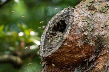 二ホンミツバチの警戒態勢！
巣の近くに天敵のスズメバチが来ました。
巣の入口にいる門番担当からの情報に、一気に巣の周りは騒がしくなりました。
二ホンミツバチが持つ集団防衛能力の発動です。