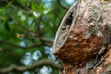 キイロスズメバチが二ホンミツバチの巣を狙う。
キイロスズメバチ（日本にいるスズメバチの中では小型）が二ホンミツバチを狙って巣にやって来ました。
大型のオオスズメバチは巣に下りて直接ミツバチを捕獲しますが、小型なキイロスズメバチは二ホンミツバチの対抗策にやられてしまわないように、巣の近くをホバリングして巣から出ていくミツバチと巣に帰ってくるミツバチを空中で捕まえようとします。