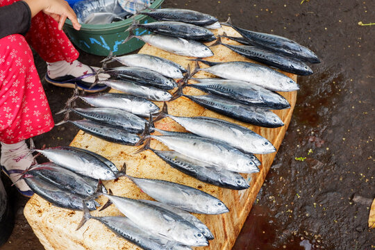 fresh fish in the street market