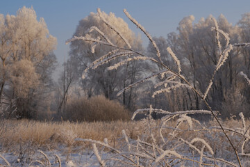 Breath of winter, first ice on the lake, dawn on a frosty morning with frost on the grass, close-up of frost, patterns on the first ice.